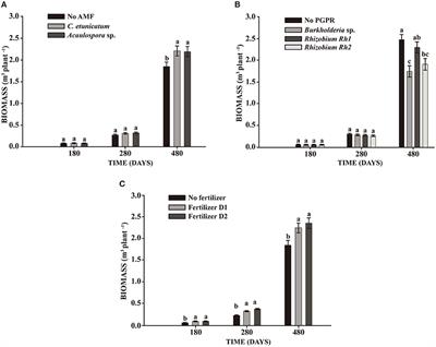 Inoculation of Schizolobium parahyba with Mycorrhizal Fungi and Plant Growth-Promoting Rhizobacteria Increases Wood Yield under Field Conditions